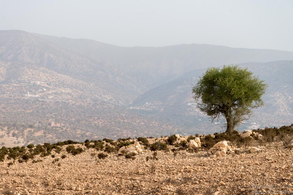 Argan-story-agadir-morocco-5618.jpg