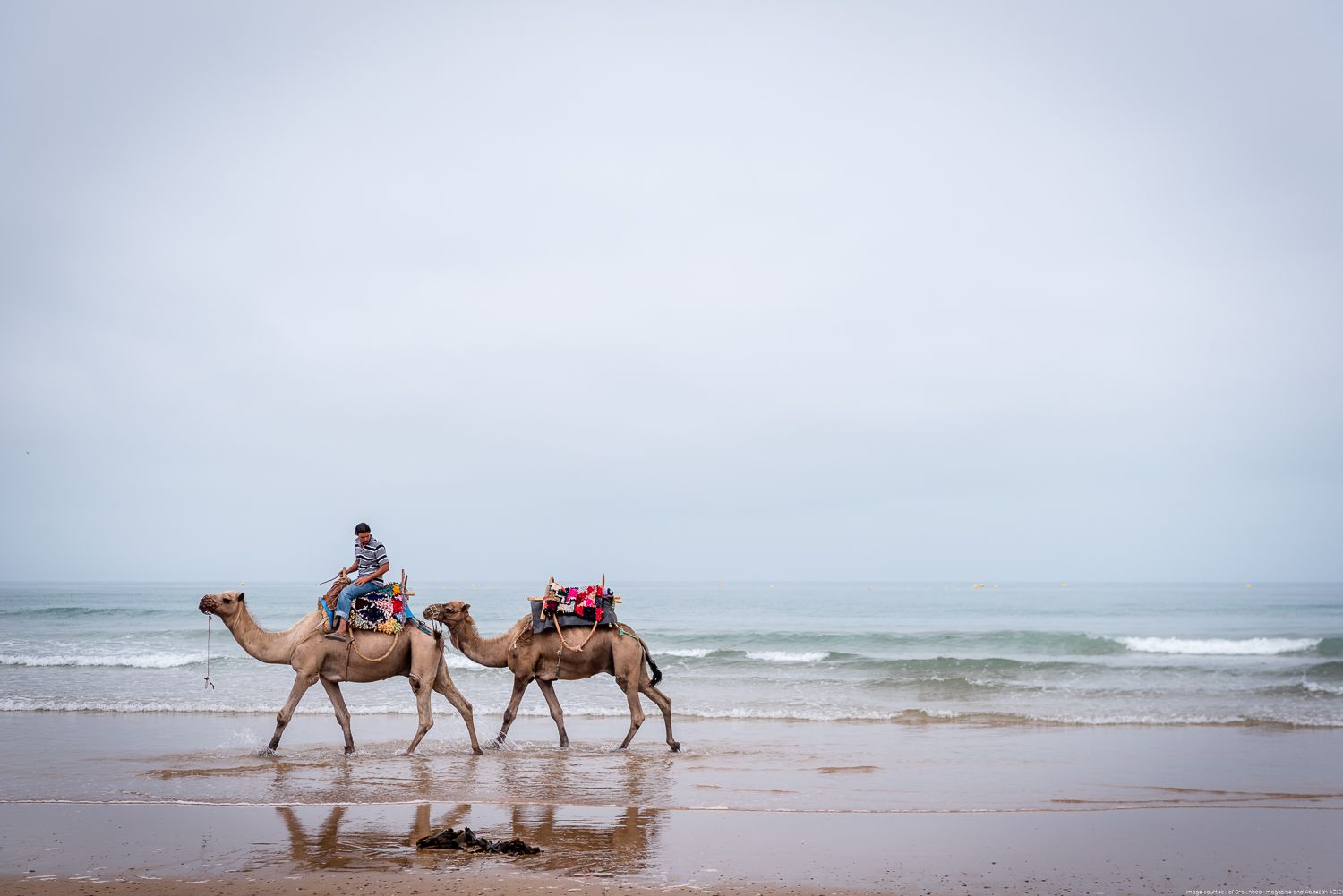 camels, Sidi Kawoki surf, Essaouira, Morocco
