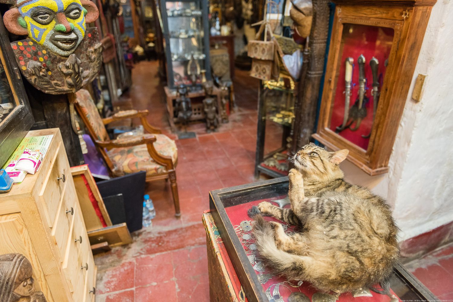 Cat in a Bazar, Essaouira, Morocco