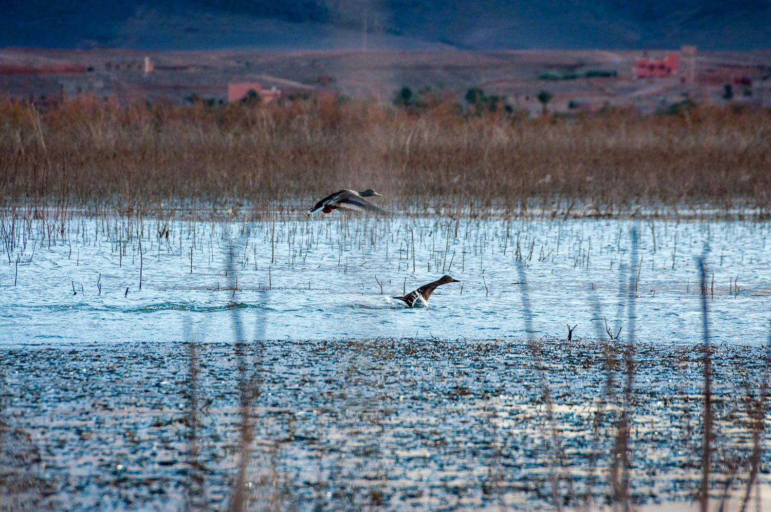Birds at ouarzazate lake