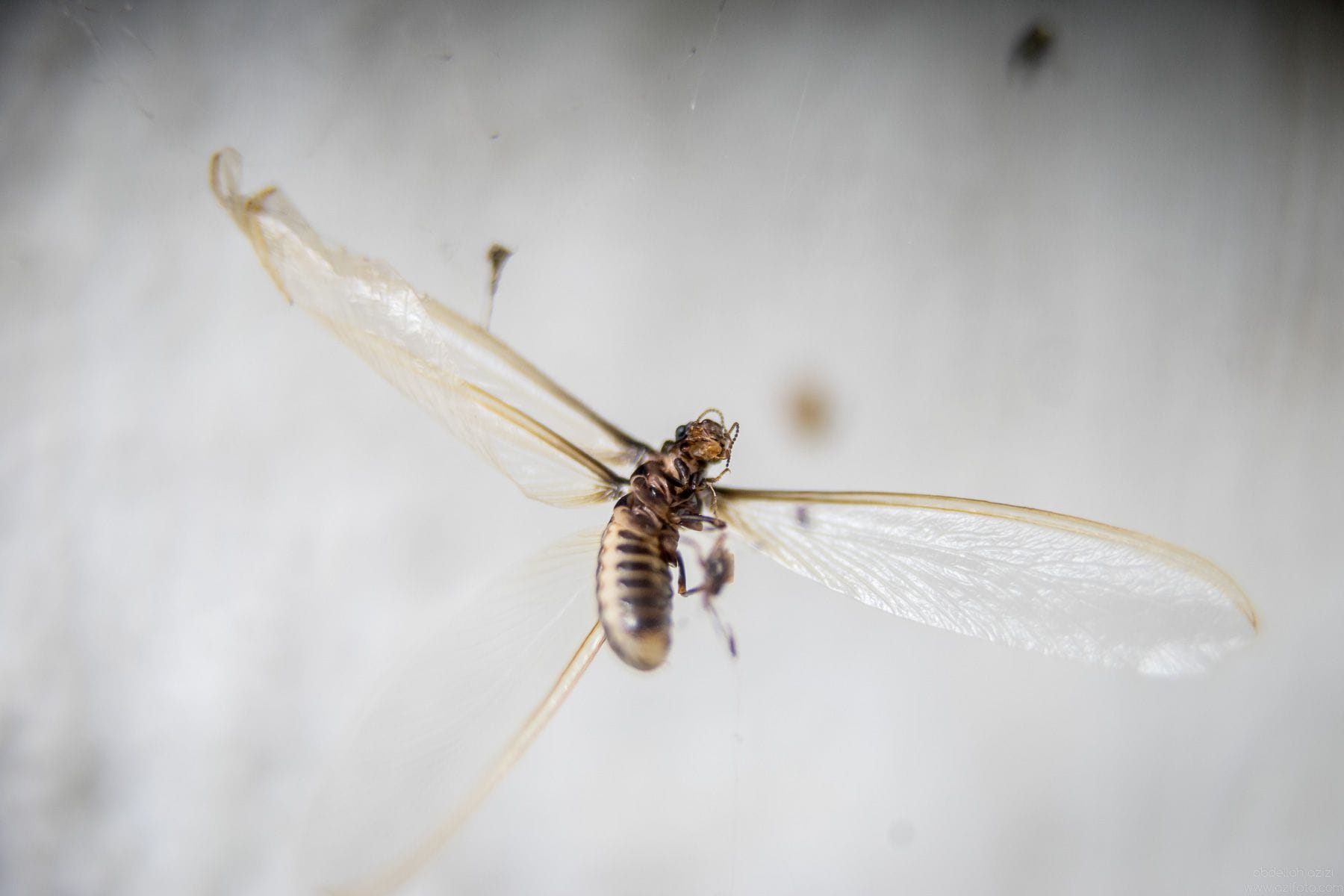 Close up, Macro photography story by Abdellah AZIZI