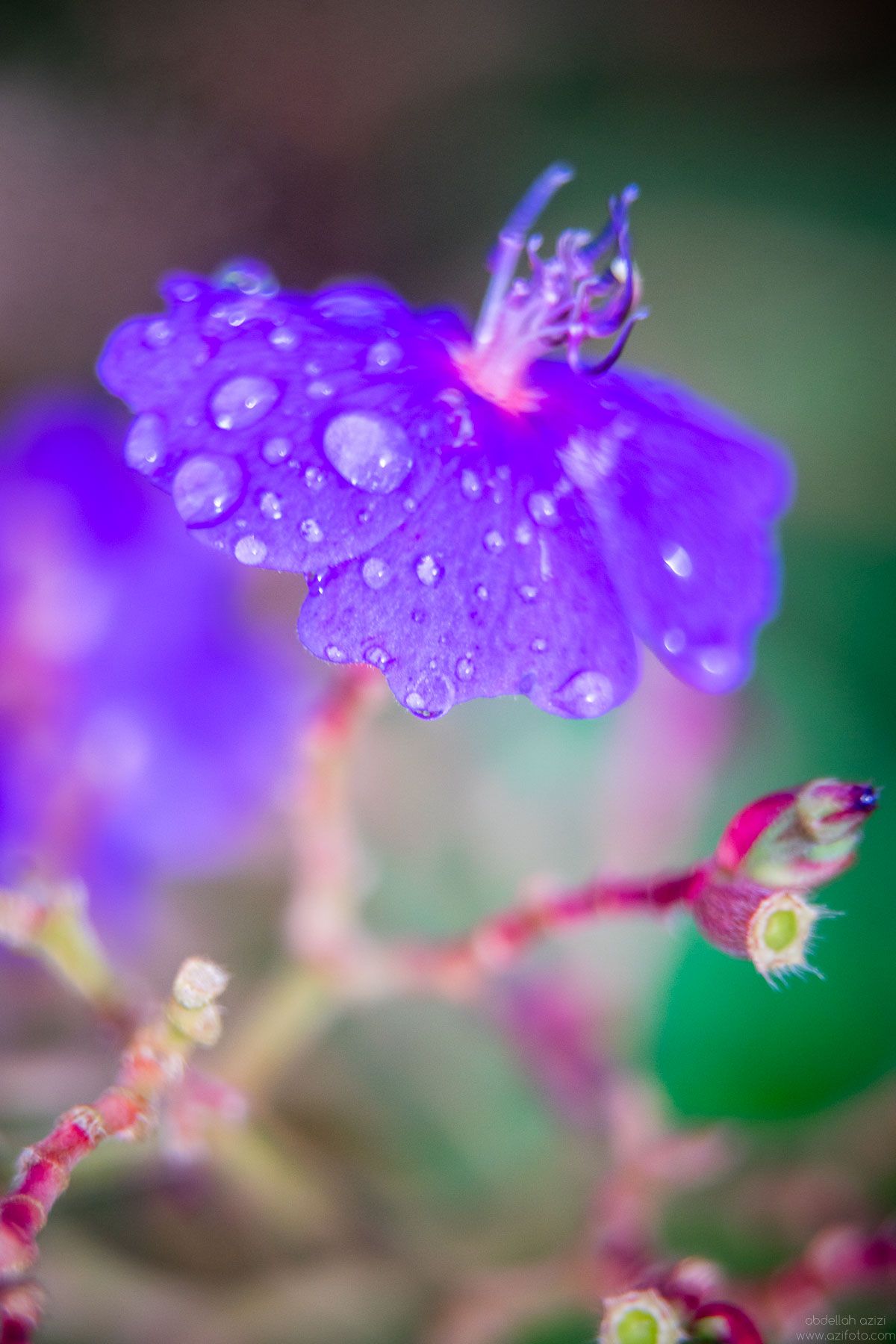 Purpler flower clos up