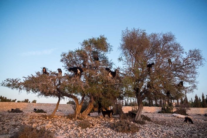 Goats climbing Argan tree - Essaouira, Morocco
