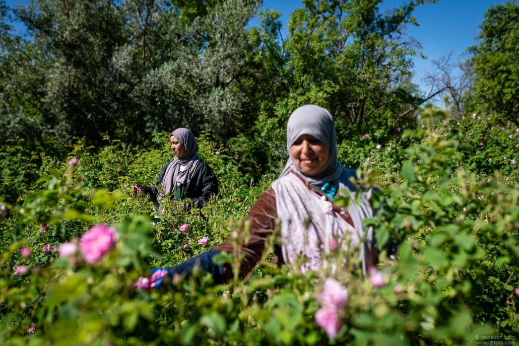 Girl picking roses - Kalaat Mgouna fields